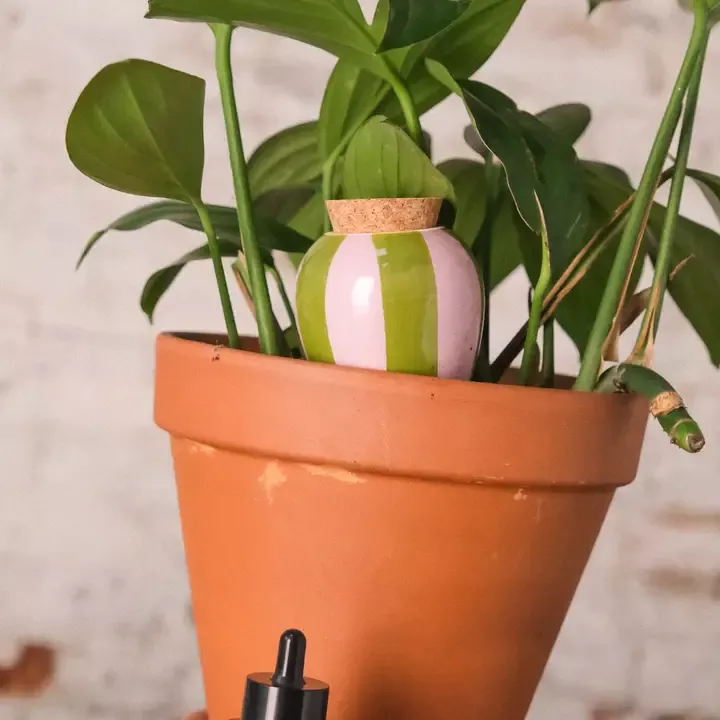 OLLA CÉRAMIQUE – PEPIN – ARROSAGE NATUREL