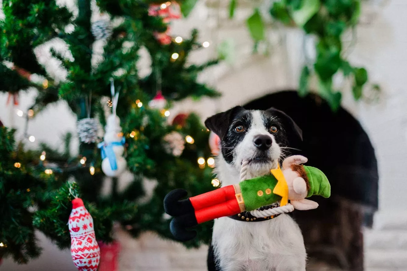 JOUET POUR CHIEN LUTIN DU PÈRE NOËL – ONLY AN OCEAN