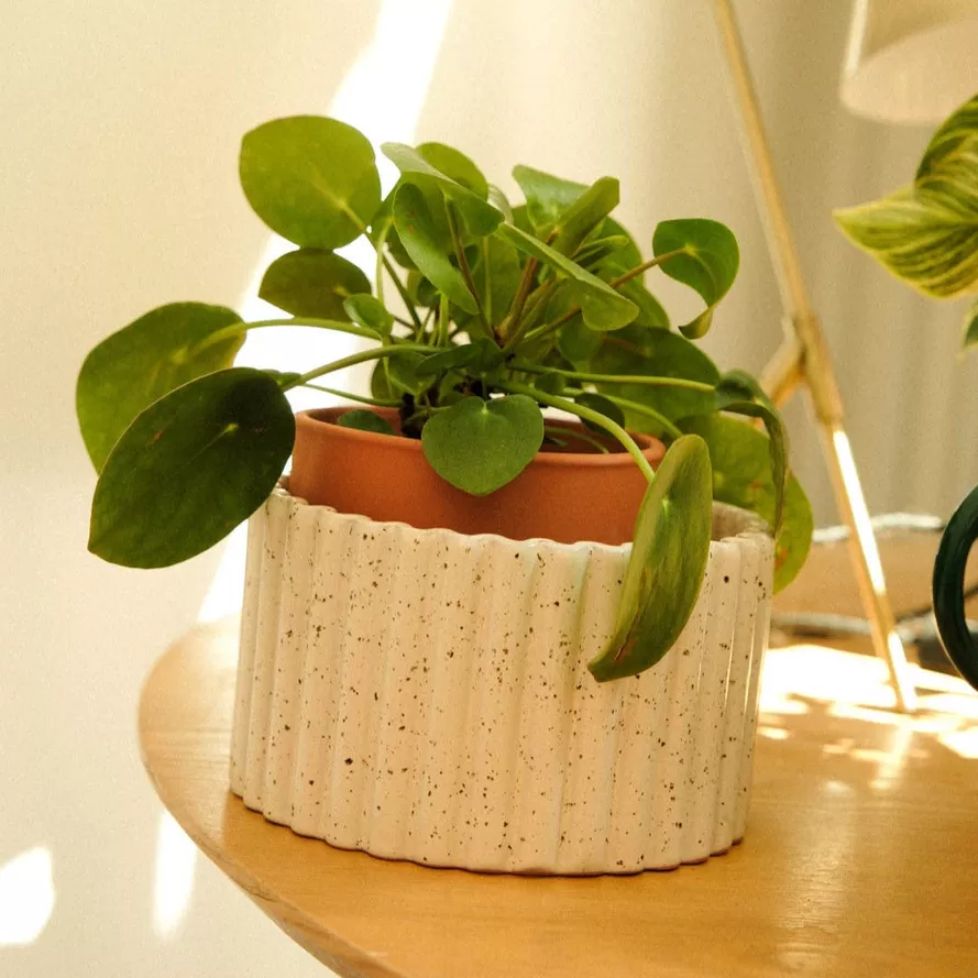 POT AUTONOME CÉRAMIQUE BLANC GRAINÉ PAULA M - PEPIN