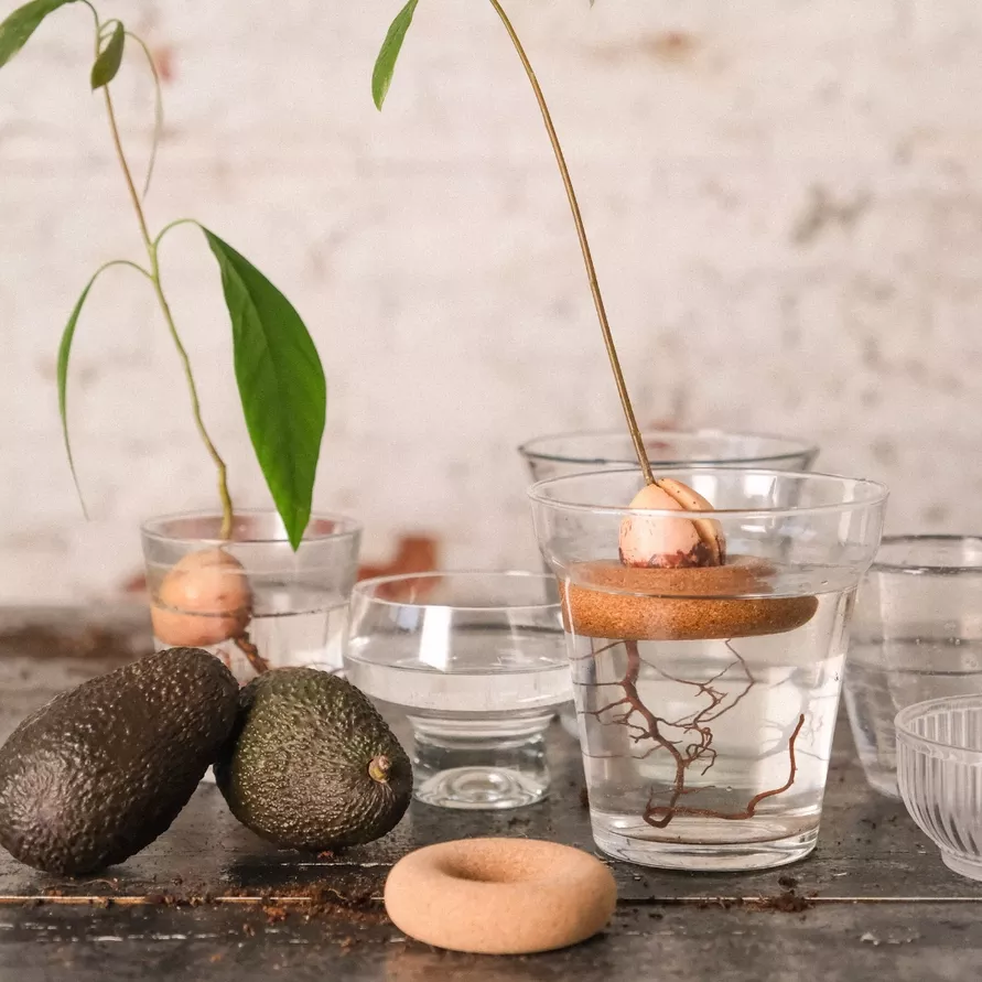 BOUÉE EN LIÈGE POUR AVOCAT – PEPIN – ACCESSOIRE PLANTES