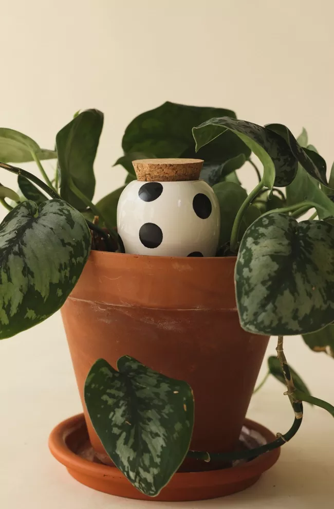 OLLA D’ARROSAGE – POIS NOIRS – PEPIN